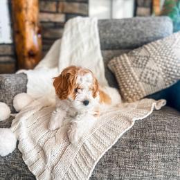 Reece's Pieces - Parti female Goldendoodle puppy in Beaver, Utah from Rocky Ridge Ranch