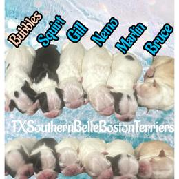 Squirt - Black brindle and white male Boston Terrier puppy in Brazos Point, Texas from TX Southern Belle Bostons