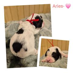 Aries - Black and white female Springerdoodle puppy in Freeland, Michigan from McNally's Springer Spaniels