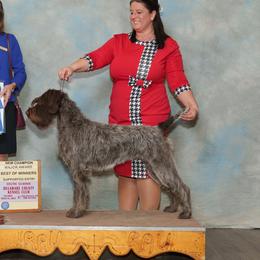 Bella - Wirehaired Pointing Griffon