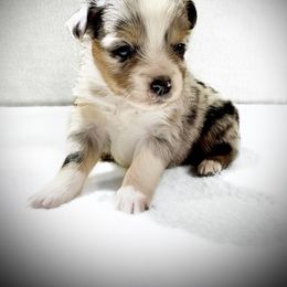 Miniature Australian Shepherd and Toy Australian Shepherd Puppies from Pawesome Lil Aussies