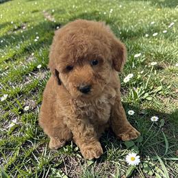 Lemon - Apricot female Goldendoodle puppy in Gainesville, Florida from Pet Inn Xxweetdoodles