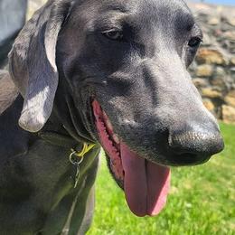 Weimaraners from West Texas Weims