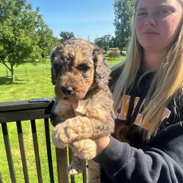Dawson - Blue merle male Aussiedoodle puppy in Berrien Spring, Michigan from Red Bud Beautiful Doodles