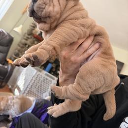 Chinese Shar-Pei Puppies from Morgan's Chinese Shar-Pei
