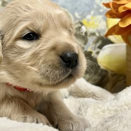 April - Light golden female Golden Retriever puppy in Doniphan, Missouri from Stockford’s Golden Retrievers