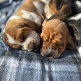 Basset Hound Puppies from Autumn Oak Basset Hounds