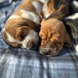 Basset Hound Puppies from Autumn Oak Basset Hounds