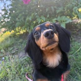 Indie - Dachshund