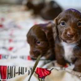 Dachshund Puppies from The Well Tempered Dachshund