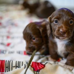 Dachshund Puppies from The Well Tempered Dachshund