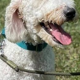 Goldendoodles from K_J Doodles & Poodles