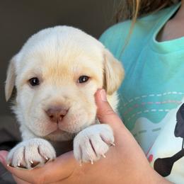 Red Collar - Yellow male Labrador Retriever puppy in Archer Lodge, North Carolina from Archer Lodge Labradors