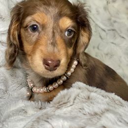 Dachshund Puppies from Dan River Dachshunds