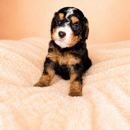 Georgia - Tri-color female Bernedoodle puppy in Smiths Station, Alabama from Peach & Pawmetto Bernedoodles