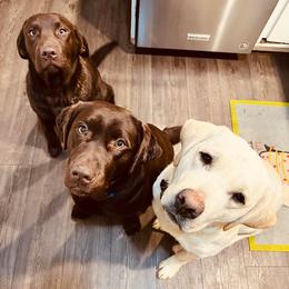 Labrador Retrievers from Mason Dixon Labradors