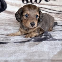 Sydney - Red female Dachshund puppy in Lake City, Florida from KNG FARMS