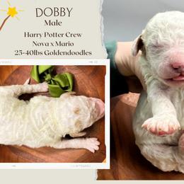 Dobby - Parti male Goldendoodle puppy in Hilton, New York from The House of Goldendoodle