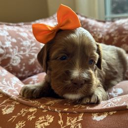Pumpkin - Red female Australian Labradoodle puppy in Summerfield, North Carolina from Four Oaks Labradoodles