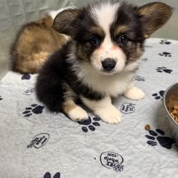 Louie - White and black male Pembroke Welsh Corgi puppy in Granville, New York from Windy Mountain Kennels