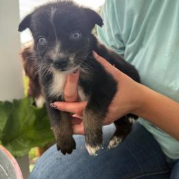 Cowgirl - Black tri-color female Australian Shepherd puppy in Ridgeville, Indiana from McCord’s Standard Aussies