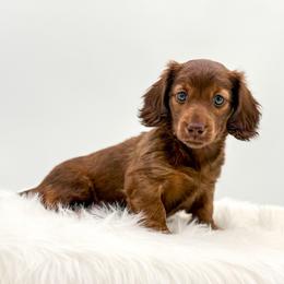 Infinity - Brindle female Dachshund puppy in Litchfield, Illinois from Charmm Dachshunds