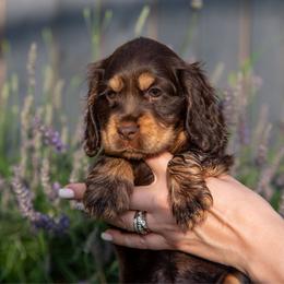 Sinclair - Brown and tan female Cockapoo puppy in Savannah, Georgia from Vino and Vespa Doodles