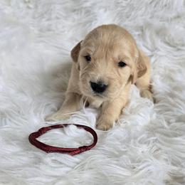 Maroon - Rodeo - Golden male Golden Retriever puppy in Puyallup, Washington from Daffodil Valley Goldens