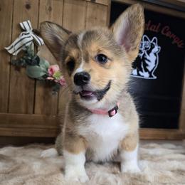 Ember AKC - Sable female Pembroke Welsh Corgi puppy in Lake Elsinore, California from Rose Petal Corgis