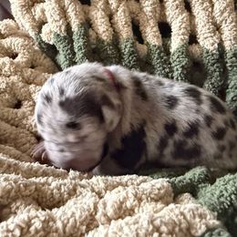 Pink Collar - Merle female Great Dane puppy in Surgoinsville, Tennessee from Mountain Valley Farm Great Danes