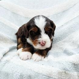 Cici - Tri-color female Bernedoodle puppy in Wamego, Kansas from Doodles of Oz