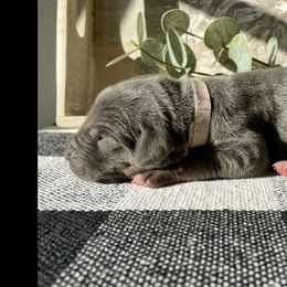 White collar - Blue male Great Dane puppy in Weatherford, Texas from Oak Bend Danes