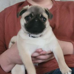 Jersey - Pug puppy from Peak Bullies and Pugs SC