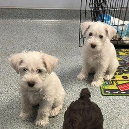 Miniature Schnauzer Puppies from Hume Family Mini Schnauzers