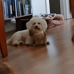 Havanese, Havapoo, and Poodle Puppies from Faithful Hearts Kennel