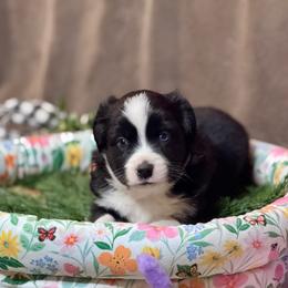 Inky - Black & white male Miniature Australian Shepherd puppy in California from Eagle River Aussies