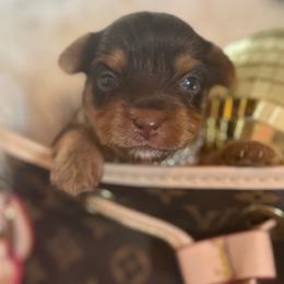 Boy 1 - Chocolate and tan male Yorkshire Terrier puppy in Taylorsville, North Carolina from SilverLining highlands and hounds