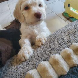 Penny - Cream female Labradoodle puppy in Siloam Springs, Arkansas from Siloam Doodles