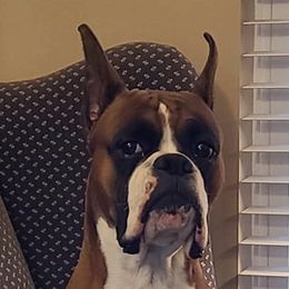 Boxers from Zaybar Kennel
