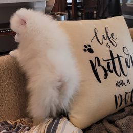 Pomeranian Puppies from Hemolele Poms