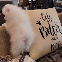 Pomeranian Puppies from Hemolele Poms