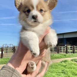 Pembroke Welsh Corgi Puppies from Boehm’s Pembroke corgis