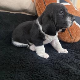 Victor - Black and white male Basset Hound puppy in Lubbock, Texas from Hound House
