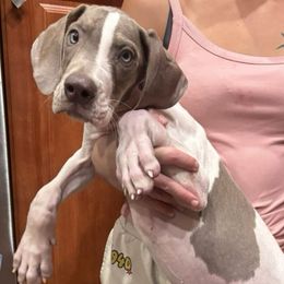 Jon Dutton - Silver male Great Dane puppy in Florida from Beachside Kennels