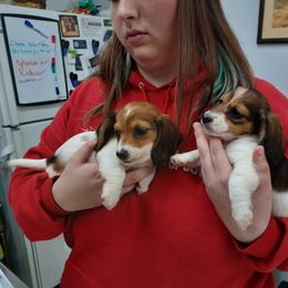 Pauly - Piebald male Dachshund puppy in Tulsa, Oklahoma from Eternal Puff Lhasa Apsos
