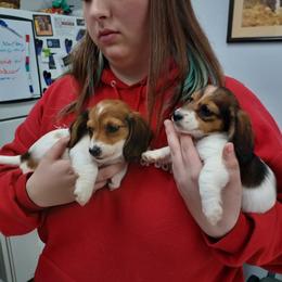 Pauly - Piebald male Dachshund puppy in Tulsa, Oklahoma from Eternal Puff Lhasa Apsos