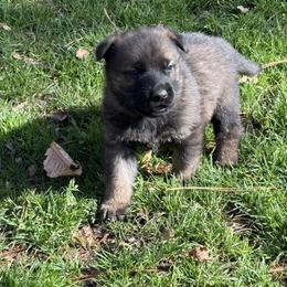 Green boy - Sable male German Shepherd puppy in Gaineville, Georgia from Des Nebels
