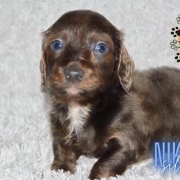 Nikki - Blue and tan Dachshund puppy in Apple Springs, Texas from Hot Diggity Dogs