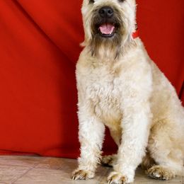 Jake - Soft Coated Wheaten Terrier