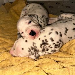 Boo - White and black female Dalmatian puppy in Westworth Village, Texas from Bri’s Spot Garden